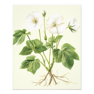 Botanische Vintage Bloem Marsh-Mallow Poster