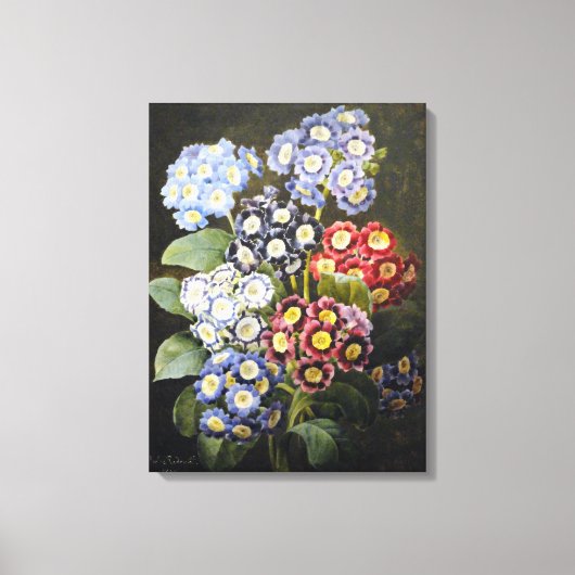  botanische Waterverf Art Auriculas Canvas Afdruk (Voorkant)