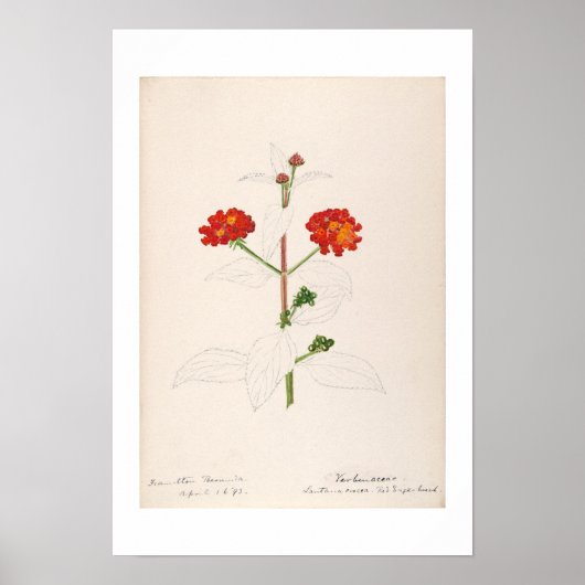  BOTANISCHE WATERVERF DOOR HELEN SHARP POSTER (Voorkant)