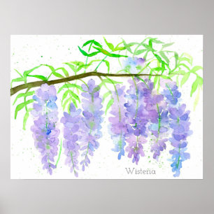 Botanische Waterverf van de Boom van Wisteria Bloo Poster
