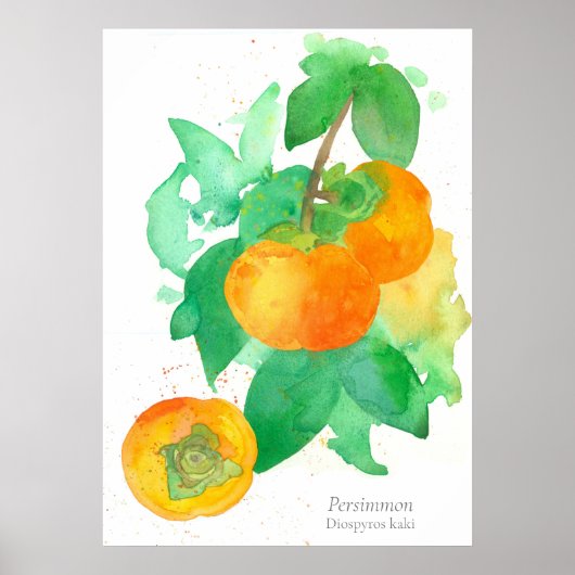 Botanische Waterverf van Persimmon Fruit Poster (Voorkant)