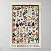 Botanische wilde bloemen van Amerikaanse Antiek bl Poster (Voorkant)