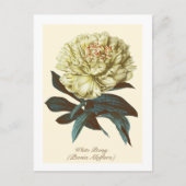 botanische witte pony Indiana bloem Briefkaart (Voorkant)