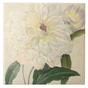 botanische witte pony tegeltje