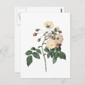 Botanische witte Rose Briefkaart (Voorkant / Achterkant)