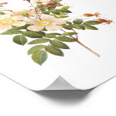 Botanische witte rozen poster (Hoek)