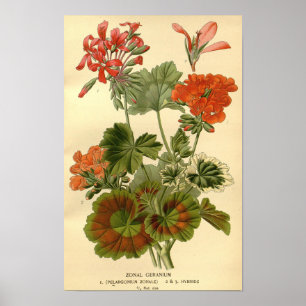 Botanische Zonal Geranium Bloemen Illustrati Poster