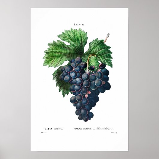  BOTANISCHE "ZWARTE DRUIVEN" REDOUTÉ POSTER (Voorkant)