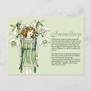 Botany Collector  Snowdrops Girl Plant Info Briefkaart