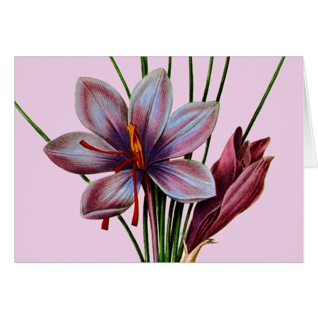 Botany: Saffron (Voorkant Horizontaal)