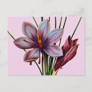 Botany: Saffron Briefkaart
