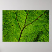 Boterbur leaf leaf aderen groen poster (Voorkant)