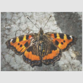 Boterfly Birthday Tissuepapier