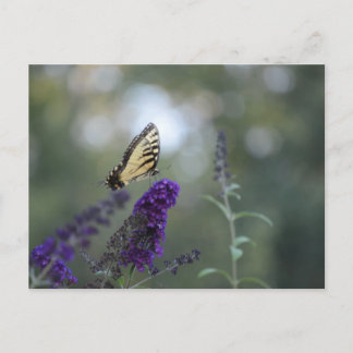 Boterfly Briefkaart Buddleia met Bokeh Beauful