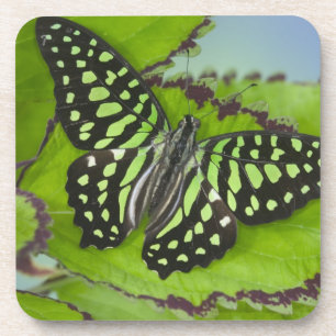 Boterfly op groen drankjes onderzetter