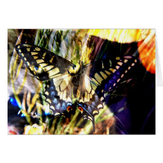 Botervlieg- en kattencollage