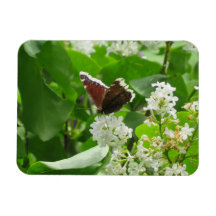 Botervlieg en Lila lente magneet