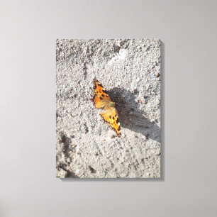 Botervlieg in de zon canvas afdruk