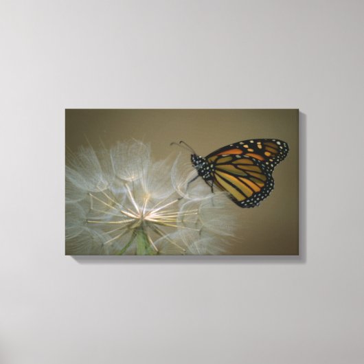 Botervlieg op de dandelion canvas afdruk (Voorkant)