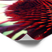 Botervlieg op Echinacea Coneflower Close Poster (Hoek)