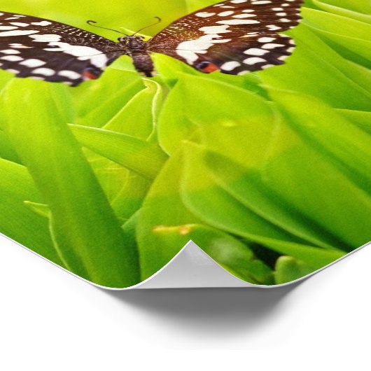 Botervlieg op een vers groen gras poster (Hoek)