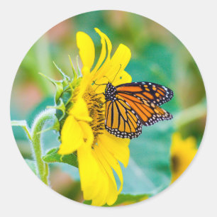 Botervlieg op een zonnebloem ronde sticker