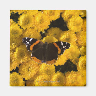 Botervlieg op gele asters magneet
