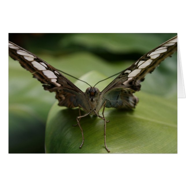 Botervlieg op groen - leeg binnenin (Voorkant Horizontaal)