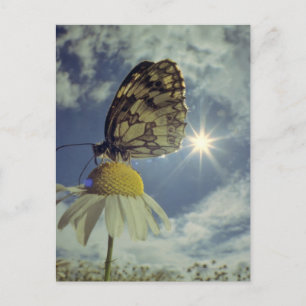 Botervlieg op kamillebloem met zon, briefkaart