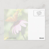 Botervlieg op Paarse cefloer Briefkaart (Achterkant)