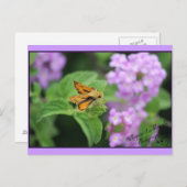 Botervliegbloemen Briefkaart (Voorkant / Achterkant)