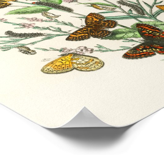 Botervliegen en bloemen  Illustratie 1 Poster (Hoek)