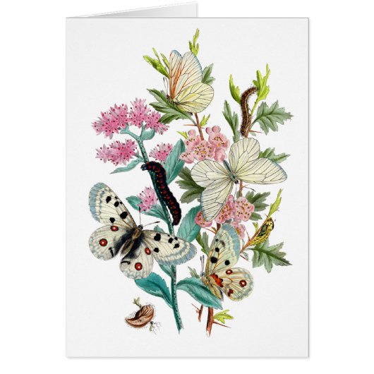 Botervliegen van de zomer (Voorkant)