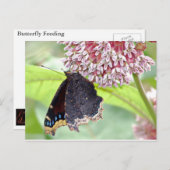 Botervliegenvoer Briefkaart (Voorkant / Achterkant)