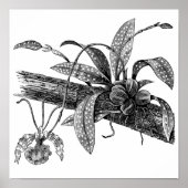 Botervliegorchidee Poster (Voorkant)