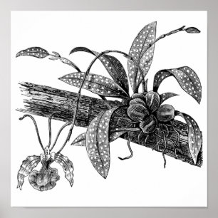 Botervliegorchidee Poster