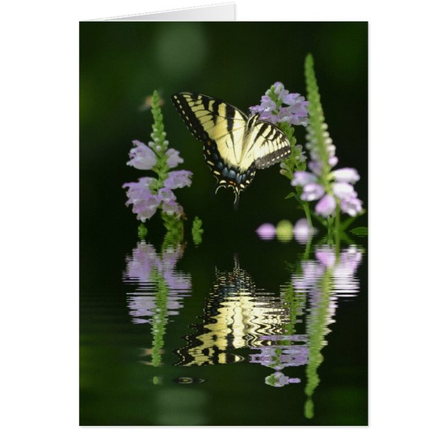 Botervliegreflecties (Voorkant)