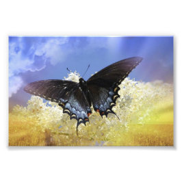 Botervliegvrijheid Foto Afdruk