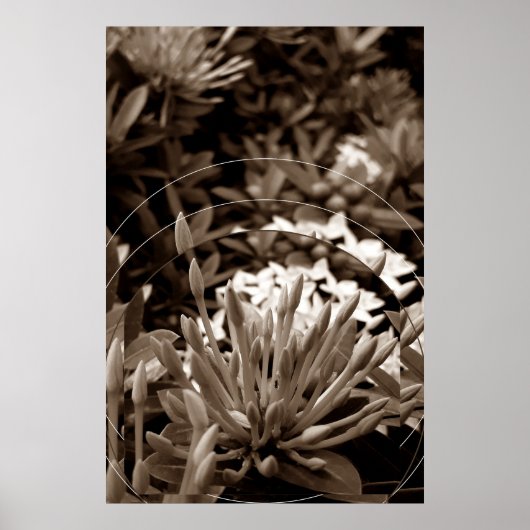 Botões Poster (Voorkant)