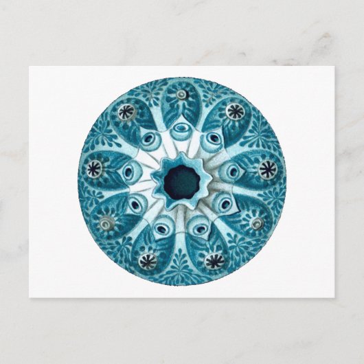 Botryllus Polycyclus Ernst Haeckel Fine Art Briefkaart (Voorkant)