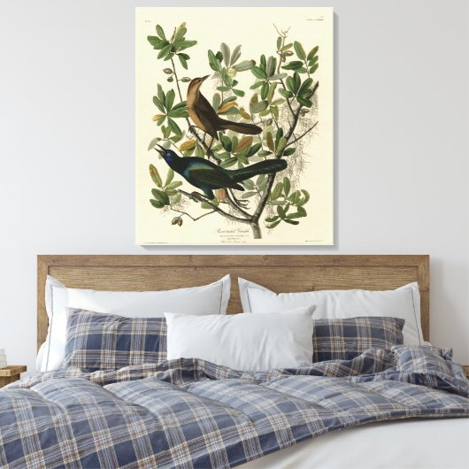 Botstaartgrackle - Amerikaanse vogels van Audubon Canvas Afdruk (Insitu (Slaapkamer))