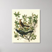 Botstaartgrackle - Amerikaanse vogels van Audubon Canvas Afdruk (Voorkant)