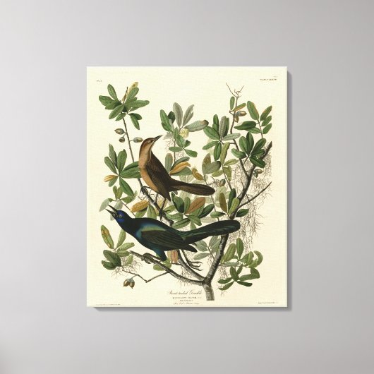 Botstaartgrackle - Amerikaanse vogels van Audubon Canvas Afdruk (Voorkant)