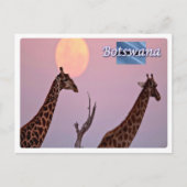 Botswana - briefkaart (Voorkant)