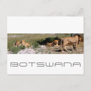 Botswana Central Kalahari Lions Savannah Travel Briefkaart