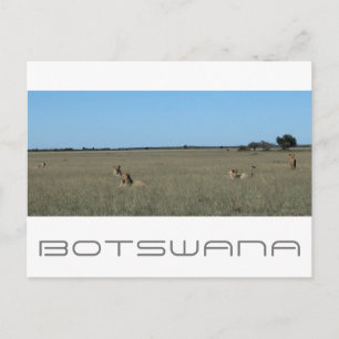 Botswana Central Kalahari Lions Savannah Travel Briefkaart