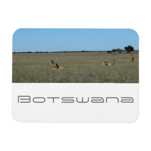 Botswana Central Kalahari Lions Savannah Travel Magneet
