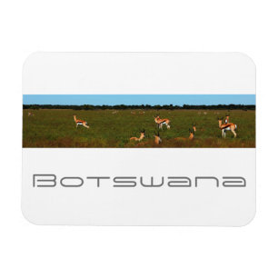 Botswana Central Kalahari Savannah Springboks Magneet