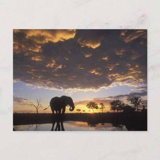 Botswana, Chobe Nationaal Park, Olifant Briefkaart (Voorkant)