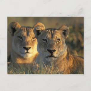 Botswana, Chobe National Park, Leeuwinnen Briefkaart